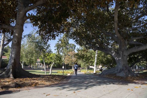 A student walks down a path on the UCLA campus.