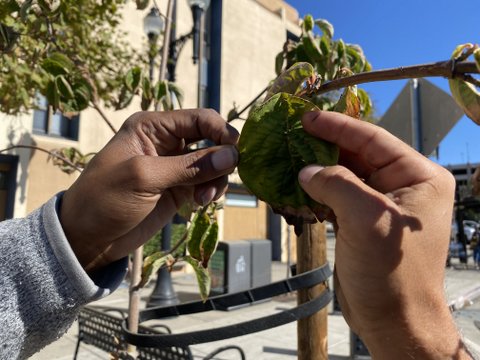 Close-up of hands holding leaf with branch in background