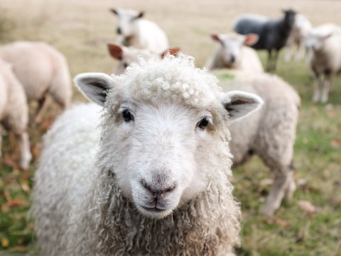 A sheep looking directly into the camera