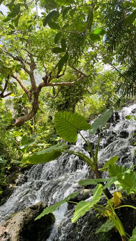 Plants and trees surrounding water cascading down rocks