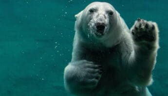 Polar bear underwater with one paw raised as if waving