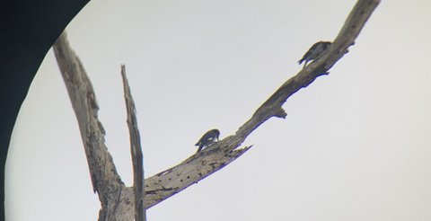 Two birds on one side of a forked branch
