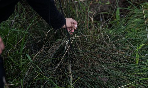 A hand touching a grassy plant