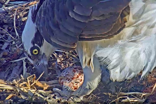 Rosie the Osprey Lays Her First Egg of the Season