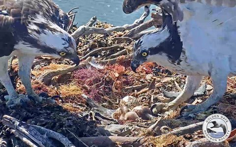 Two adult ospreys in their nest looking down toward their eggs and hatchlings