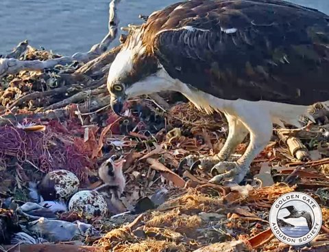 An adult and baby osprey and two eggs in their nest