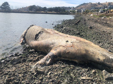 Whale carcass on shore
