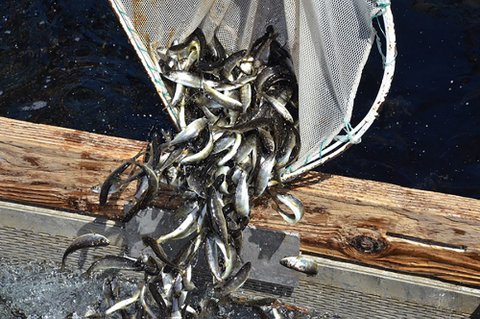 Juvenile smolts (young salmon) being released