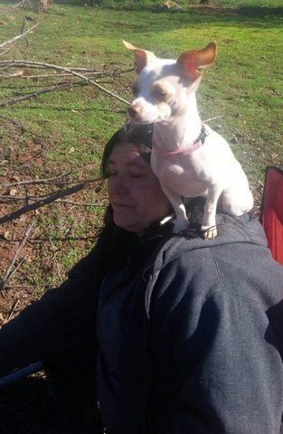 A woman sitting with a white Chihuahua wearing a pink collar perched on her shoulder