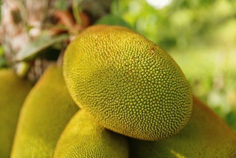 9 Jackfruit Recipes for Summer’s End + 1 Hot Take