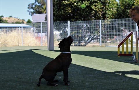 A black dog sits in a shadow on a grassy area. A smiling person is looking at the dog, who is looking at a tennis ball in the air.