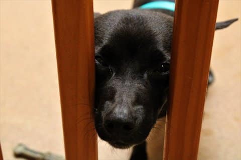 A black dog sticking its face between two bars