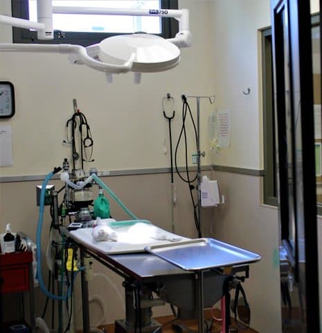 A look inside a medical room in an animal shelter