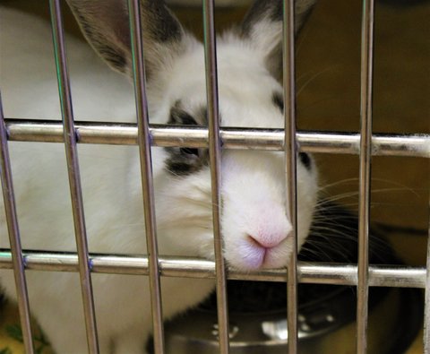 A white rabbit with black fur around its eyes sticking its nose through the bars of a cage