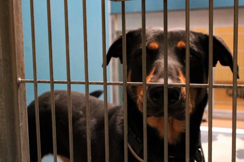 A mostly black dog with tan fur around her snout and above her eyes looks at the camera through the bars of the cage. She is identified as a German Shepard mix and resembles a Rottweiler.