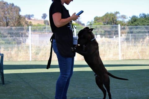 A dark colored dog standing on his hind legs with his front paws on a person in a shaded, grassy area