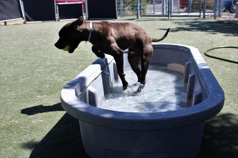A brown dog with a tennis ball in its mouth jumps out of an outdoor tub of water