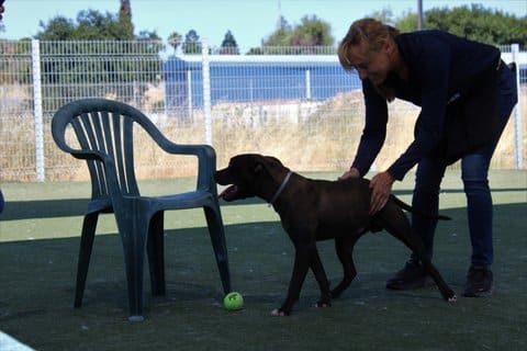A white woman stands bent over with her hands on a black dog who is standing with his tongue out. They are outside near a chair and tennis ball.