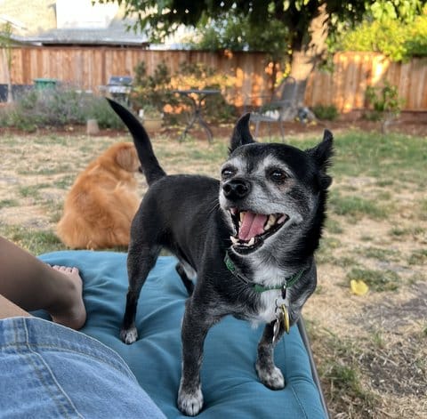 An adorable black Chihuahua with gray fur on his face, chest and paws looks with a joyful expression toward a person whose leg is visible. A golden retriever is curled up nearby.