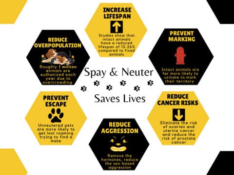 Spay and neuter saves lives. Reduce overpopulation: roughly 1 million animal are euthanized each year due to overcrowding. Increase lifespan: studies show that intact animals have a reduced lifespan of 13-26% compared to fixed animals. Prevent marking: intact animals are far more likely to urinate to mark their territory. Prevent escape: unneutered pets are more likely to get lost roaming trying to find a mate. Reduce aggression: remove the hormones, reduce the sex-based aggression. Reduce cancer risks: eliminate the risk of ovarian and uterine cancer and reduce the risk of prostate cancer.