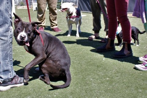 A black dog with a white snout on a red leash stands outside with his body curled, head turned toward the camera and tongue sticking out. A couple other dogs and people's legs are visible.