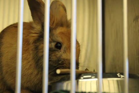 A tan colored rabbit seen through the bars of a cage