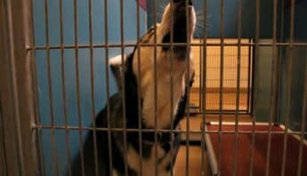 A black and white husky in a cage with its head uplifted in an apparent howl