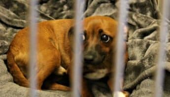 A small dog with short reddish-brown fur, its ears down and a concerned expression on its face curled up on a dark gray blanket in a cage