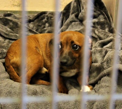 A small dog with short reddish-brown fur, its ears down and a concerned expression on its face curled up on a dark gray blanket in a cage