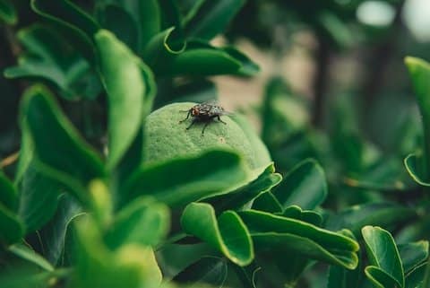 Greenery with a fly sitting on a leaf